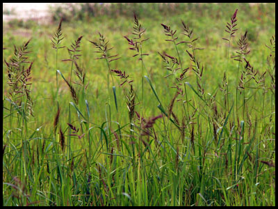 Метельчатые злаковые травы