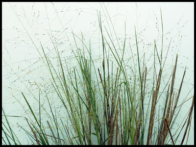Султанные злаковые травы
